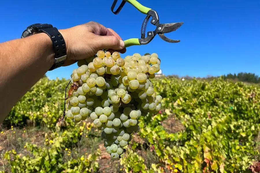viñedo en El Bierzo
