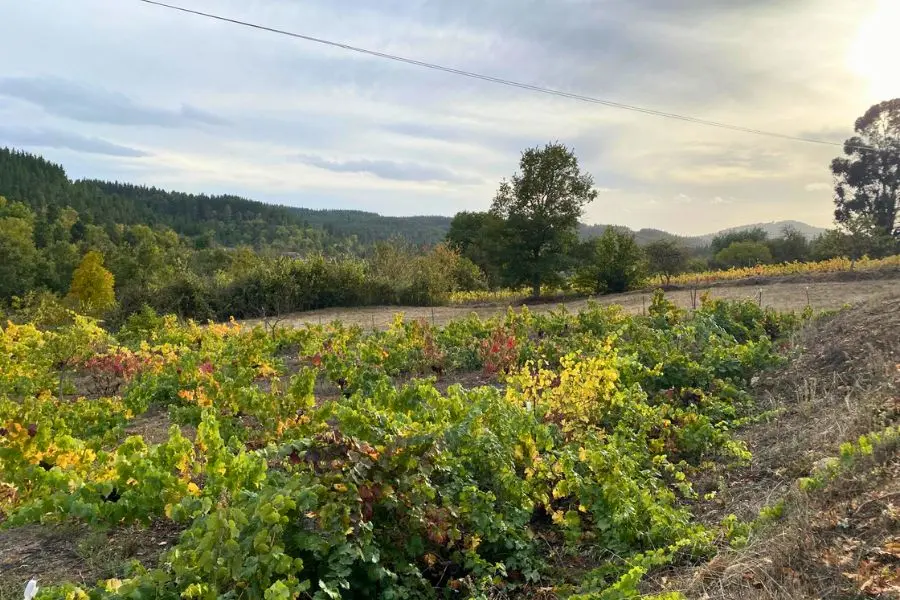 viñedo en Ocero para visitar en las catas de vino y queso