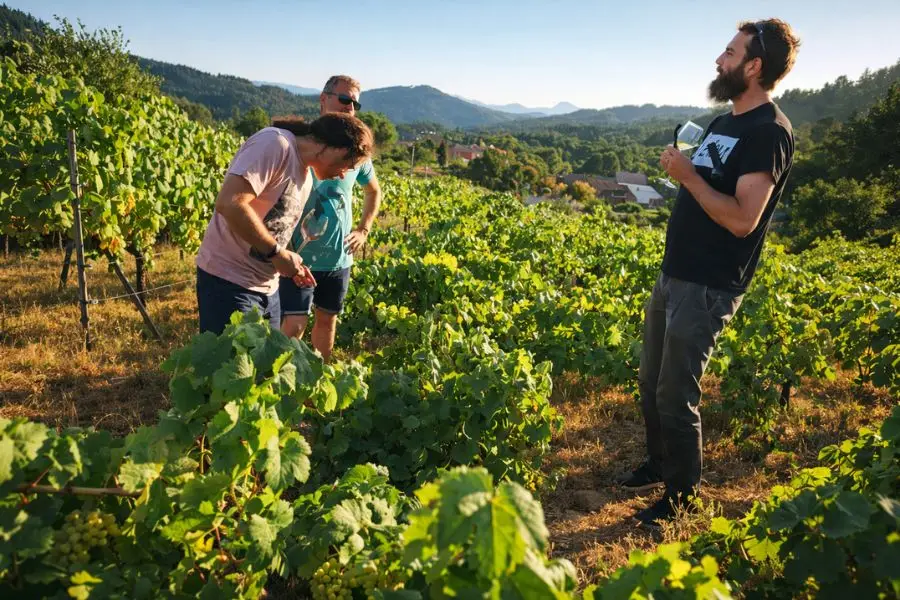 viñedo en Ocero en la cata de vino y queso